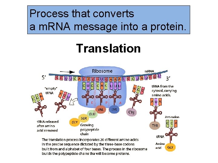 Process that converts a m. RNA message into a protein. Translation 