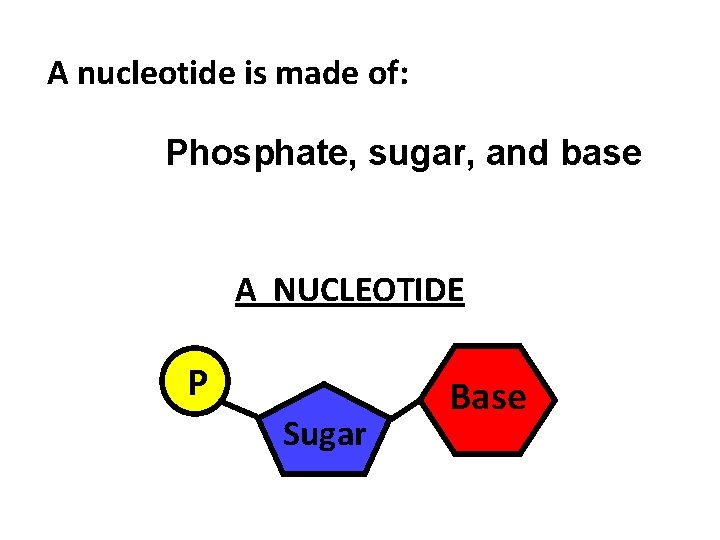 A nucleotide is made of: Phosphate, sugar, and base A NUCLEOTIDE P Sugar Base