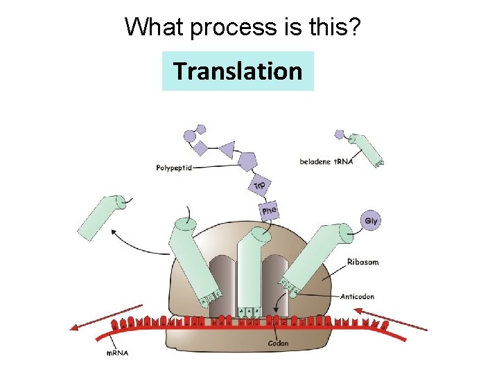 What process is this? Translation 