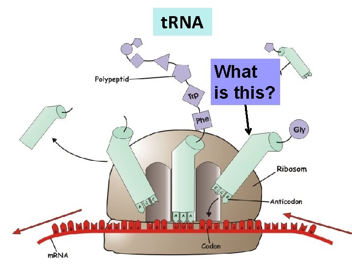 t. RNA What is this? 