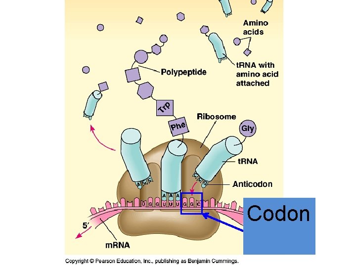 Codon What is this? 