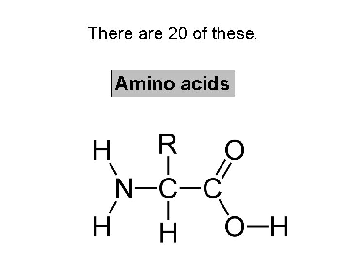 There are 20 of these. Amino acids 