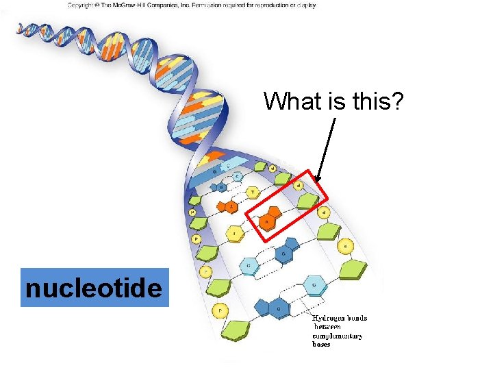 What is this? nucleotide 