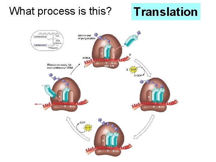 What process is this? Translation 