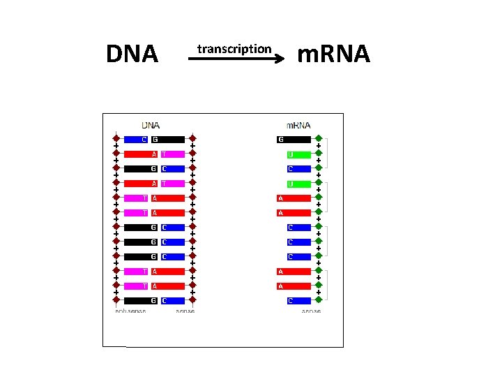 DNA transcription m. RNA 