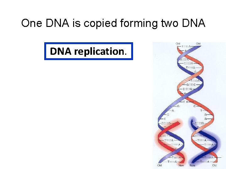 One DNA is copied forming two DNA replication. 