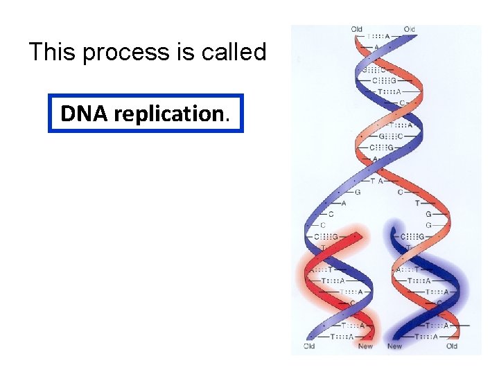 This process is called DNA replication. 
