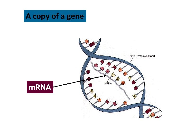 A copy of a gene m. RNA 