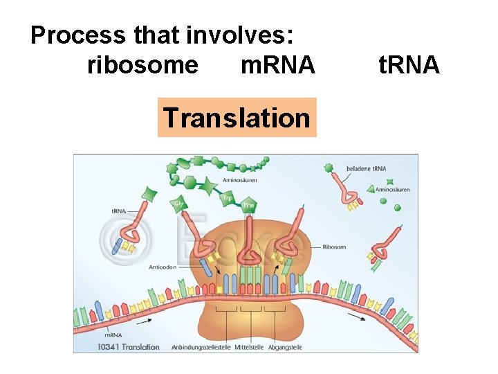 Process that involves: ribosome m. RNA Translation t. RNA 