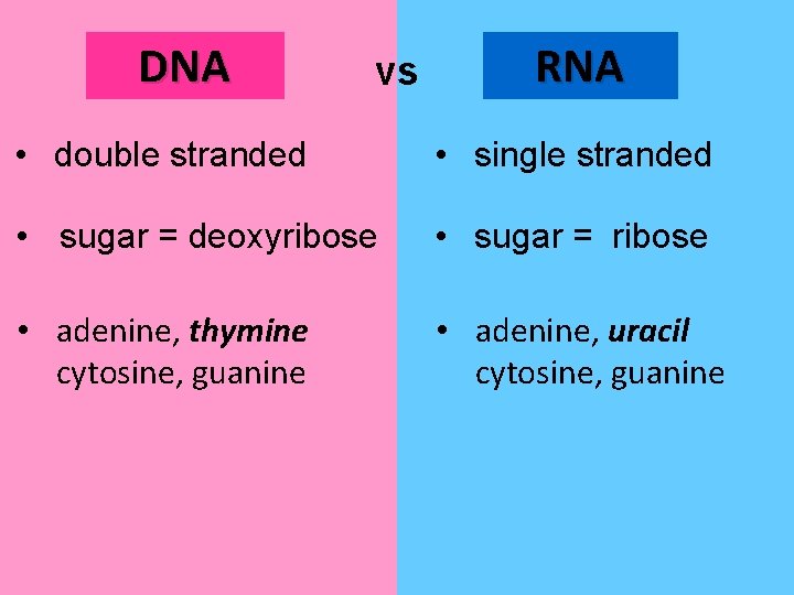 DNA vs RNA • double stranded • single stranded • sugar = deoxyribose •