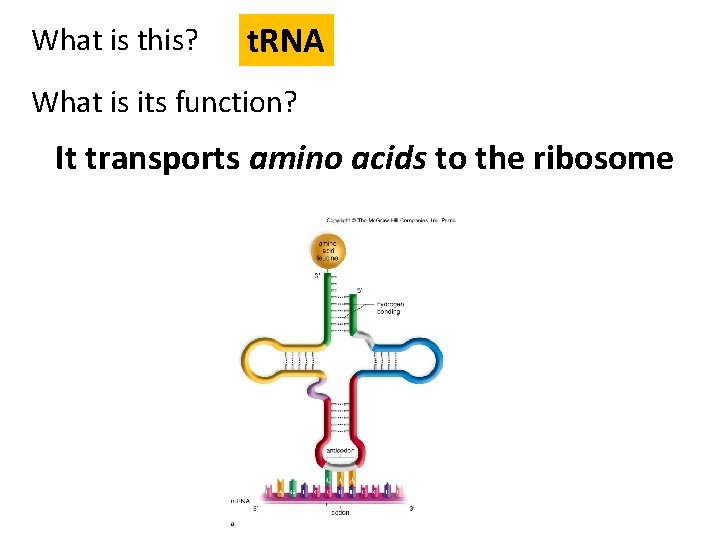 What is this? t. RNA What is its function? It transports amino acids to