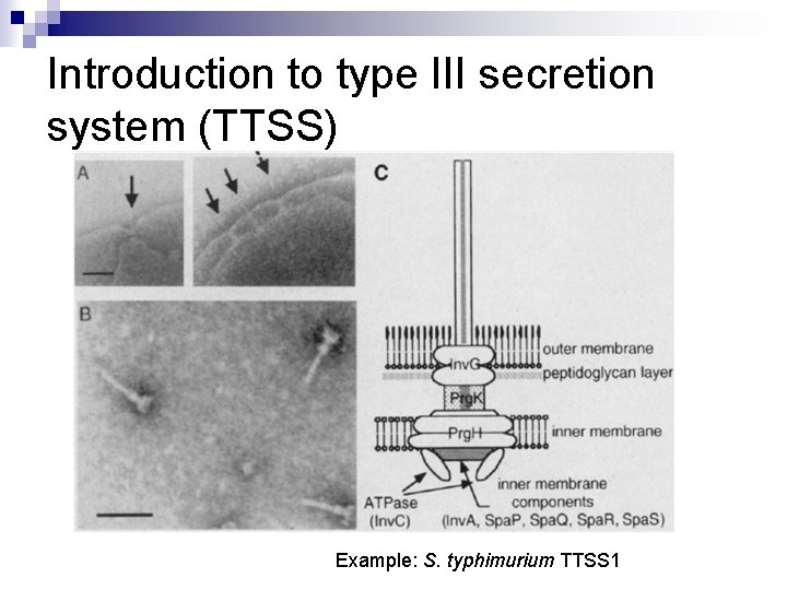 Introduction to type III secretion system (TTSS) Example: S. typhimurium TTSS 1 