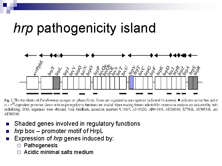 hrp pathogenicity island n n n Shaded genes involved in regulatory functions hrp box