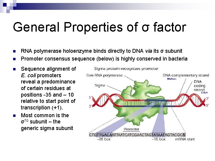 General Properties of σ factor n n RNA polymerase holoenzyme binds directly to DNA