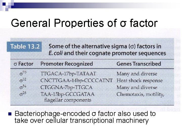 General Properties of σ factor n Bacteriophage-encoded σ factor also used to take over