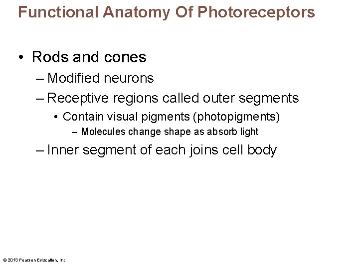 Functional Anatomy Of Photoreceptors • Rods and cones – Modified neurons – Receptive regions