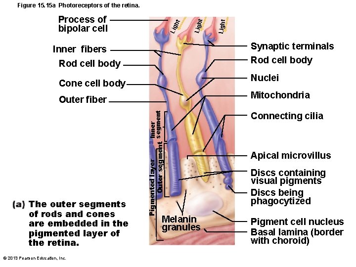 Synaptic terminals Rod cell body Inner fibers Rod cell body Nuclei Cone cell body