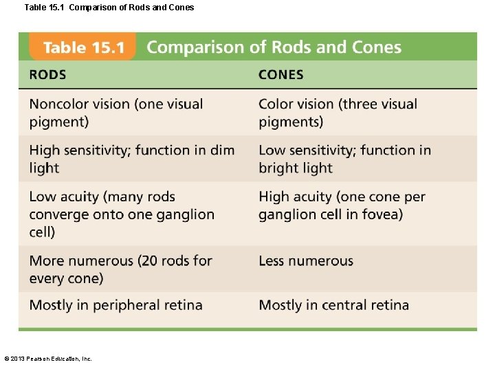Table 15. 1 Comparison of Rods and Cones © 2013 Pearson Education, Inc. 