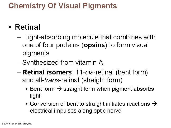 Chemistry Of Visual Pigments • Retinal – Light-absorbing molecule that combines with one of