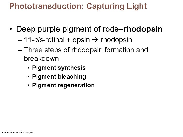 Phototransduction: Capturing Light • Deep purple pigment of rods–rhodopsin – 11 -cis-retinal + opsin