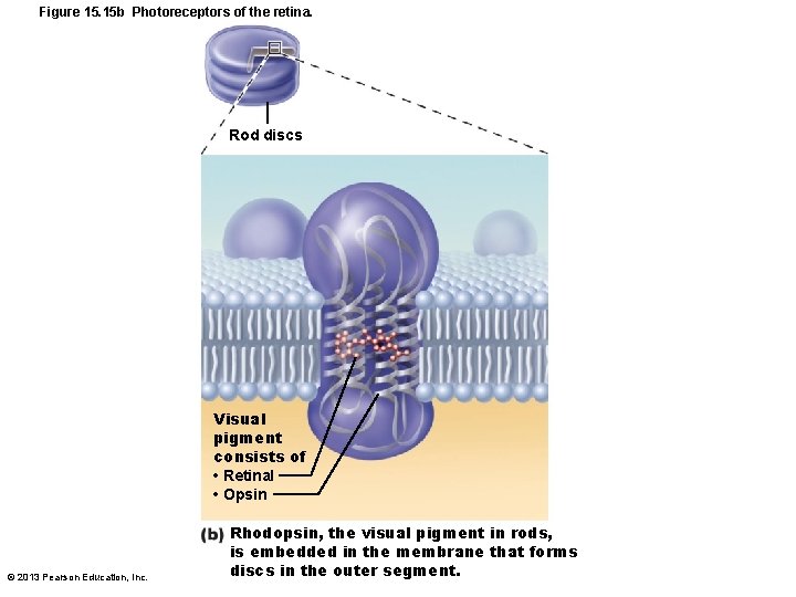 Figure 15. 15 b Photoreceptors of the retina. Rod discs Visual pigment consists of