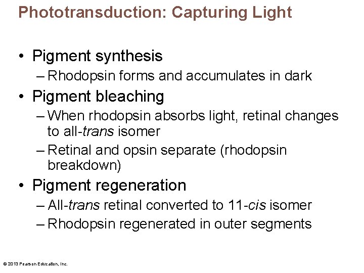 Phototransduction: Capturing Light • Pigment synthesis – Rhodopsin forms and accumulates in dark •