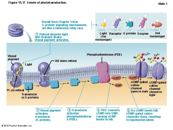 Figure 15. 17 Events of phototransduction. Slide 1 Recall from Chapter 3 that G