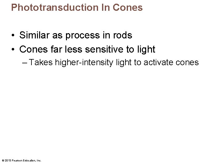 Phototransduction In Cones • Similar as process in rods • Cones far less sensitive