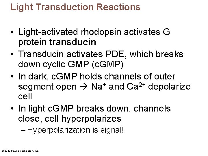 Light Transduction Reactions • Light-activated rhodopsin activates G protein transducin • Transducin activates PDE,