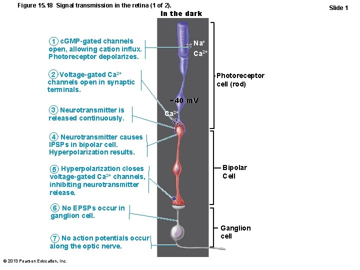 Figure 15. 18 Signal transmission in the retina (1 of 2). Slide 1 In