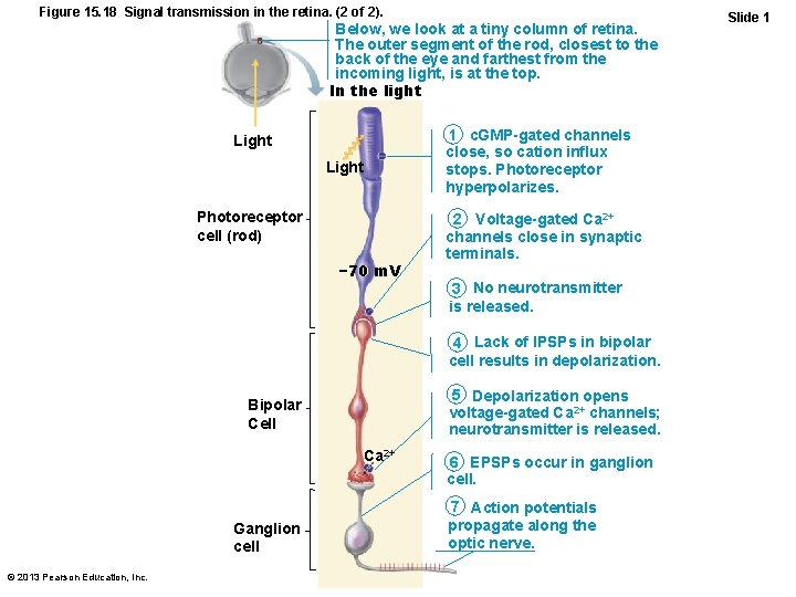 Figure 15. 18 Signal transmission in the retina. (2 of 2). Below, we look