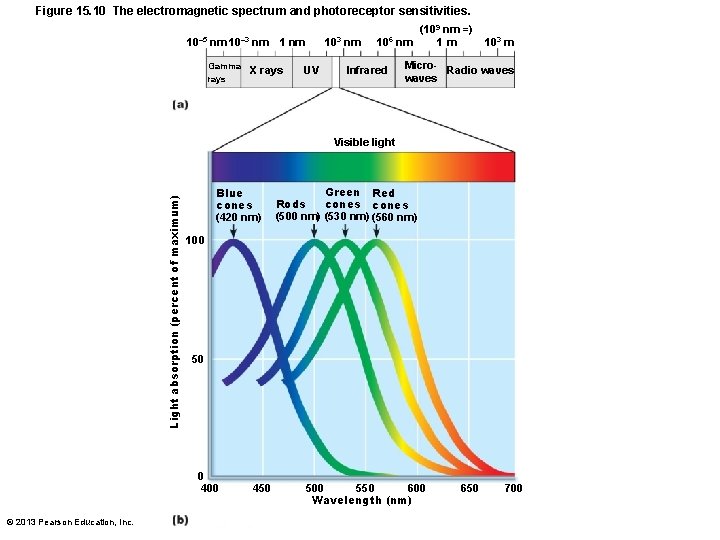 Figure 15. 10 The electromagnetic spectrum and photoreceptor sensitivities. 10– 5 nm 10– 3
