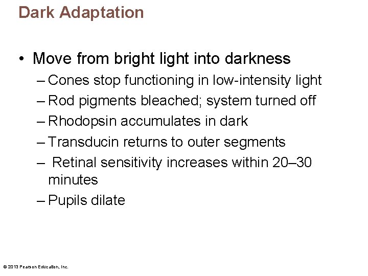 Dark Adaptation • Move from bright light into darkness – Cones stop functioning in