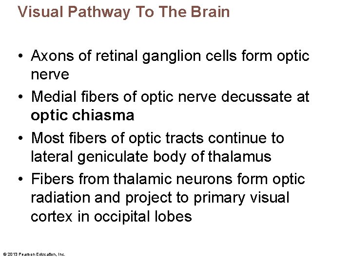 Visual Pathway To The Brain • Axons of retinal ganglion cells form optic nerve