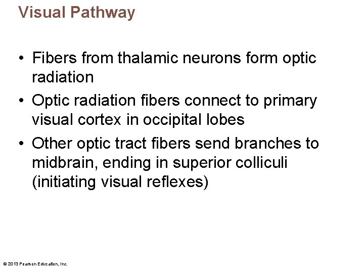 Visual Pathway • Fibers from thalamic neurons form optic radiation • Optic radiation fibers
