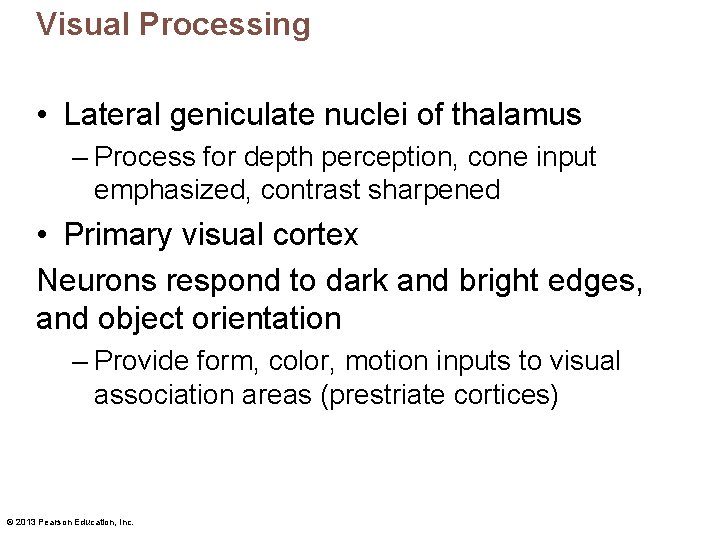 Visual Processing • Lateral geniculate nuclei of thalamus – Process for depth perception, cone