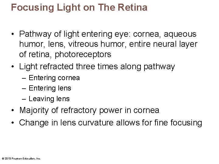 Focusing Light on The Retina • Pathway of light entering eye: cornea, aqueous humor,