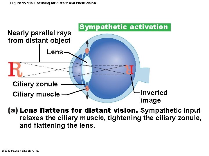 Figure 15. 13 a Focusing for distant and close vision. Nearly parallel rays from