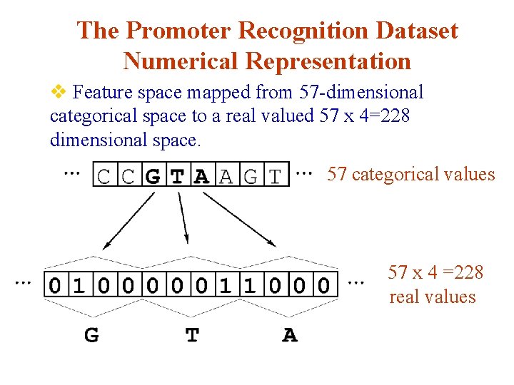 The Promoter Recognition Dataset Numerical Representation v Feature space mapped from 57 -dimensional categorical