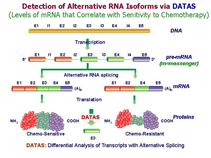 Detection of Alternative RNA Isoforms via DATAS (Levels of m. RNA that Correlate with