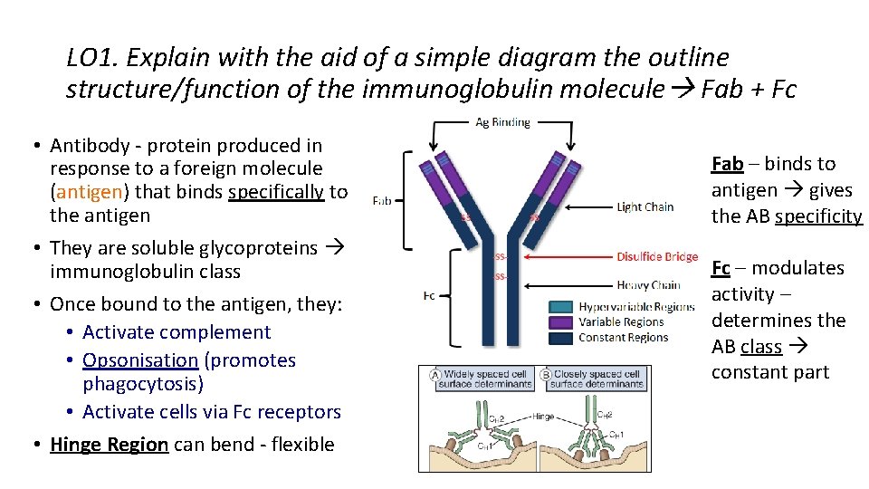 LO 1. Explain with the aid of a simple diagram the outline structure/function of LO 1. Explain with the aid of a simple diagram the outline structure/function of
