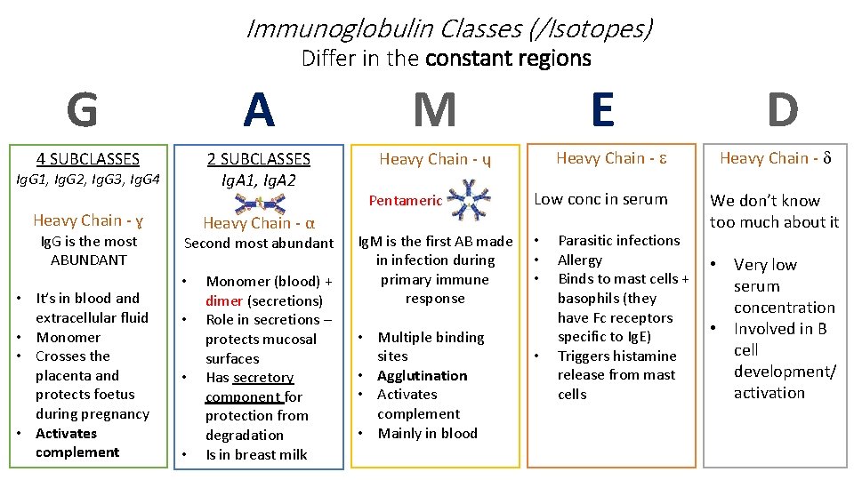 Immunoglobulin Classes (/Isotopes) Differ in the constant regions G A M 4 SUBCLASSES 2 Immunoglobulin Classes (/Isotopes) Differ in the constant regions G A M 4 SUBCLASSES 2