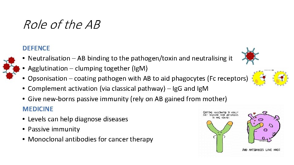 Role of the AB DEFENCE • Neutralisation – AB binding to the pathogen/toxin and Role of the AB DEFENCE • Neutralisation – AB binding to the pathogen/toxin and