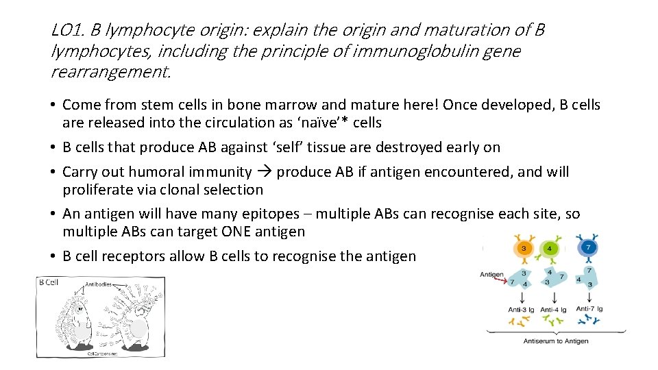 LO 1. B lymphocyte origin: explain the origin and maturation of B lymphocytes, including LO 1. B lymphocyte origin: explain the origin and maturation of B lymphocytes, including