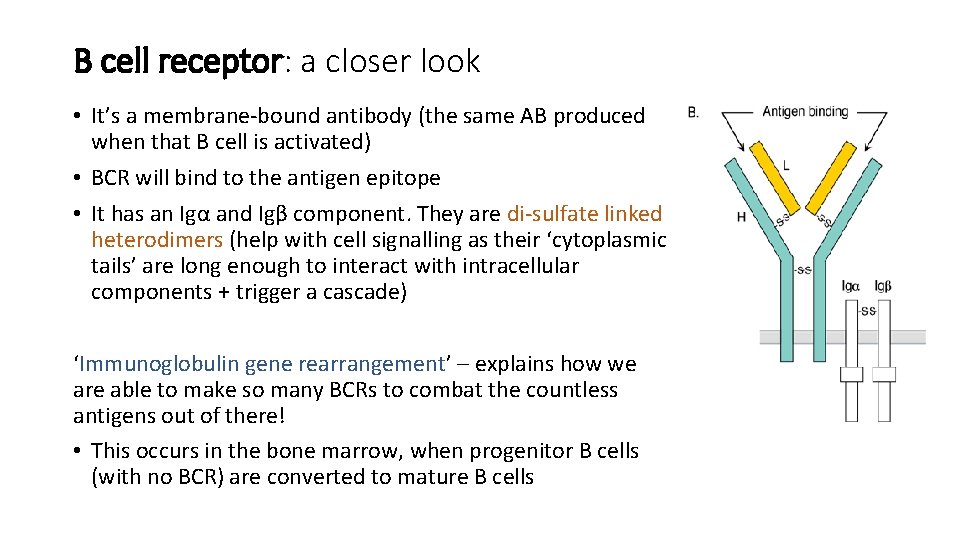 B cell receptor: a closer look • It’s a membrane-bound antibody (the same AB B cell receptor: a closer look • It’s a membrane-bound antibody (the same AB