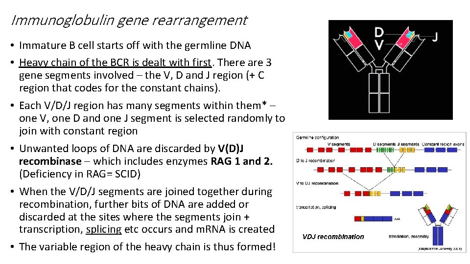 Immunoglobulin gene rearrangement • Immature B cell starts off with the germline DNA • Immunoglobulin gene rearrangement • Immature B cell starts off with the germline DNA •