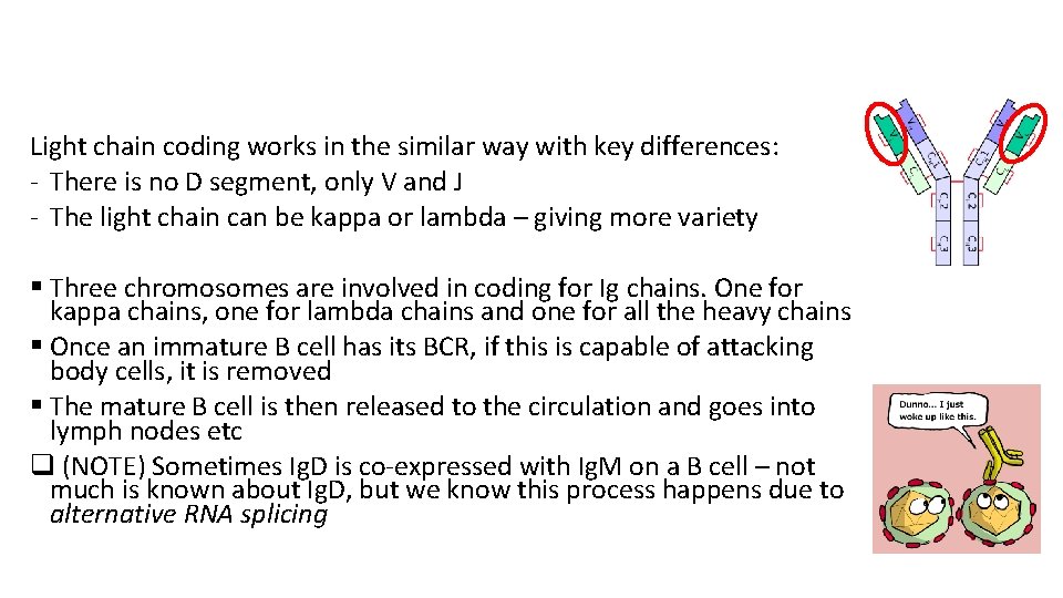 Light chain coding works in the similar way with key differences: - There is Light chain coding works in the similar way with key differences: - There is