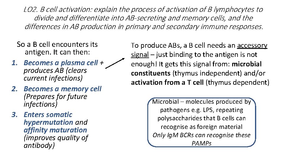 LO 2. B cell activation: explain the process of activation of B lymphocytes to LO 2. B cell activation: explain the process of activation of B lymphocytes to