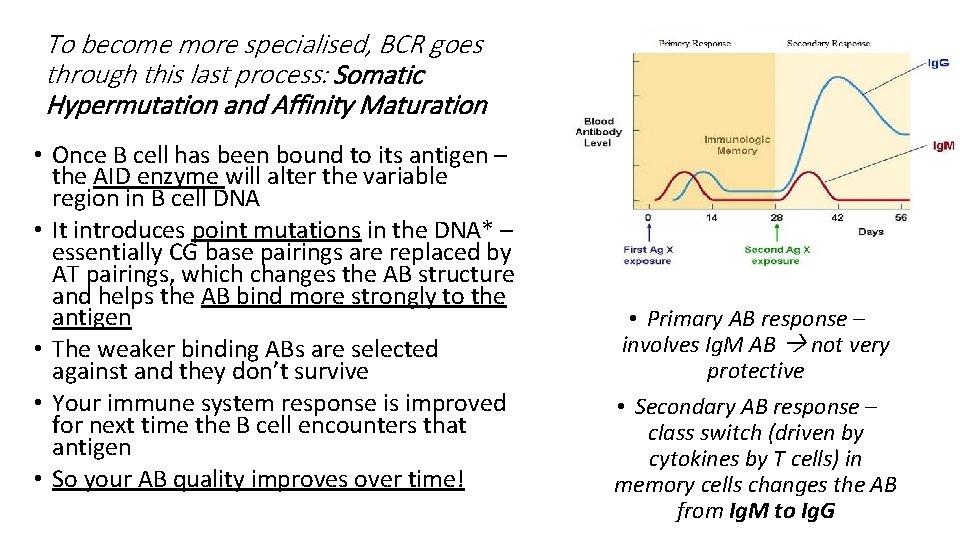 To become more specialised, BCR goes through this last process: Somatic Hypermutation and Affinity To become more specialised, BCR goes through this last process: Somatic Hypermutation and Affinity