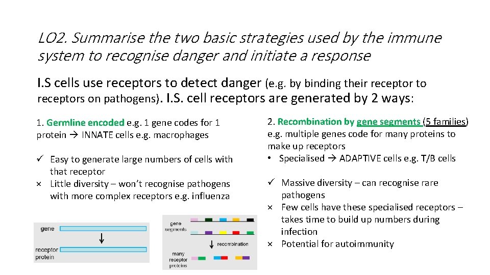 LO 2. Summarise the two basic strategies used by the immune system to recognise LO 2. Summarise the two basic strategies used by the immune system to recognise